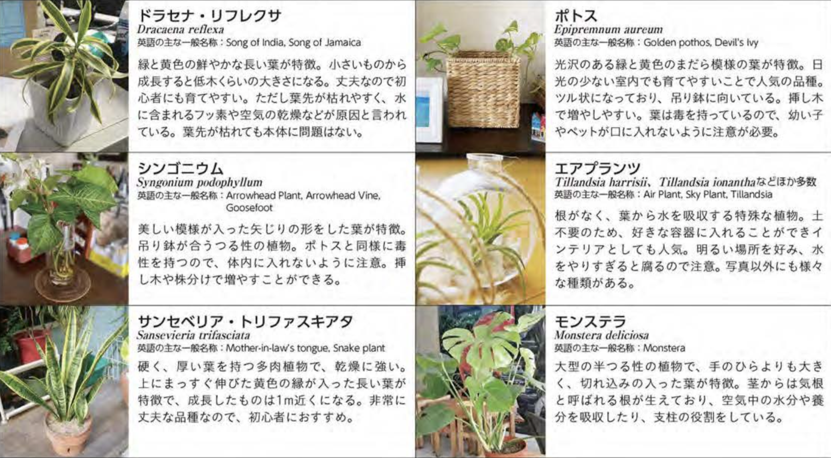 フィリピンの観葉植物 おしゃれアイテムとおすすめの植物6選 ブログ フィリピンプライマー
