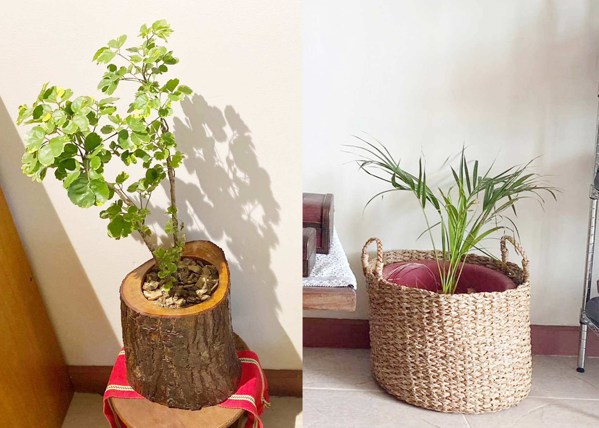 フィリピンの観葉植物 おしゃれアイテムとおすすめの植物6選 ブログ フィリピンプライマー